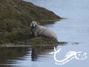 северная живность))) http://urafish.ru